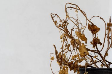 Bitkinin kurumuş yapraklarını kapatın.