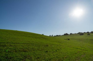 Yeşil çimenli yaz manzarası