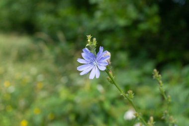 Bahçedeki güzel çiçekler. Yakın çekim.