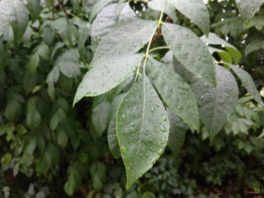 Yeşil yaprakların doğal yeşil arkaplanı