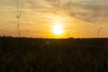 Gün batımında buğday tarlası. Çavdarın altın olgun kulakları