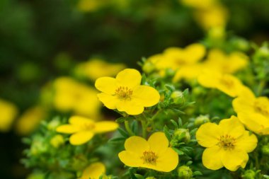 Bahçedeki güzel çiçekler. Yakın çekim.