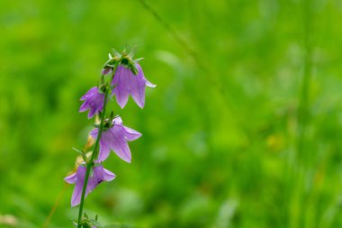 Güzel çiçekler. Yakın çekim. 