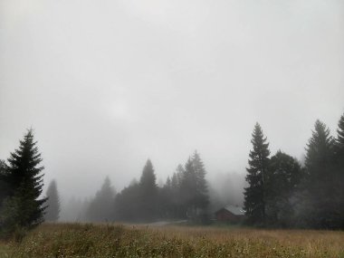 Slovakya 'da ormandaki köknar ağaçları