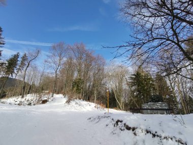 Güneşli bir günde ormanda sihirli ağaçlar. Slovakya