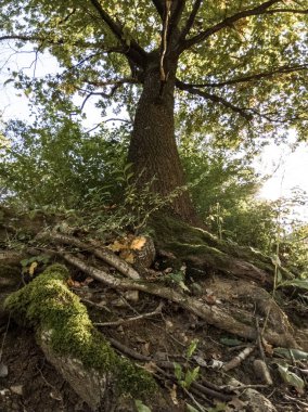 Ormandaki ağaçlar ve patikalar. Slovakya