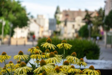 Güzel çiçekler. Yakın çekim. 
