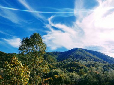 Ormandaki ağaçlar ve patikalar. Slovakya