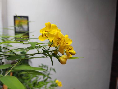 Güzel çiçekler. Yakın çekim. 