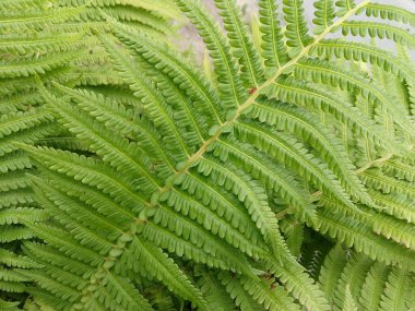 Yeşil yaprakların doğal yeşil arkaplanı
