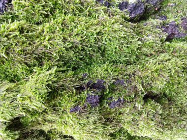 Yeşil yaprakların doğal yeşil arkaplanı