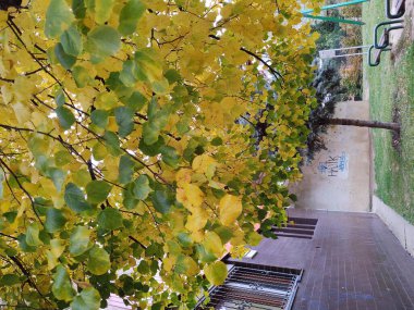 Arka plan üzerinde Close-Up sonbahar yaprakları