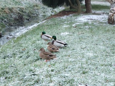 Çayırda yürüyen güzel ördekler