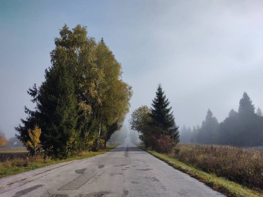 Ormanda sonbahar ağaçları, Slovakya