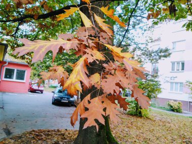 Arka plan üzerinde Close-Up sonbahar yaprakları