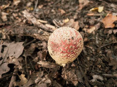 Ormanda mantar mantarı. Slovakya