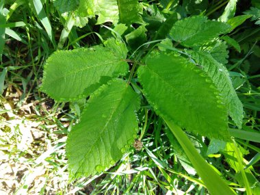 yemyeşil bitki yapraklarını yakın çekim