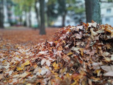 Ormandaki ağaçlar ve patikalar. Slovakya