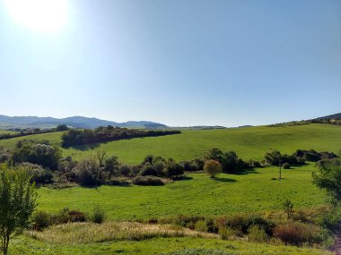 Ağaçlı yeşil çayır ve arka planda dağ