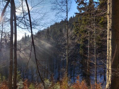 Güneşli bir günde ormanda ağaçlar. Slovakya