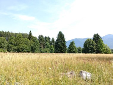 Slovakya 'da ormandaki köknar ağaçları