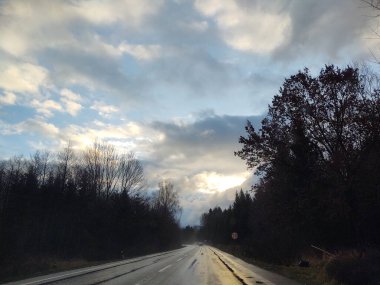 Güneşli bir günde ormanda sihirli ağaçlar. Slovakya