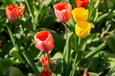 Parktaki güzel laleler. Slovakya