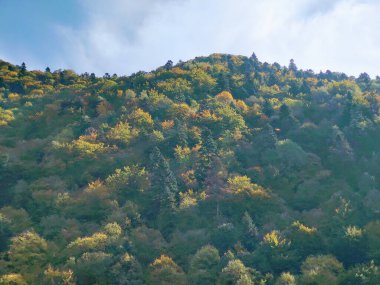 Sihirli orman sisli. Slovakya