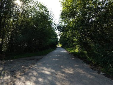 Güneşli bir günde ormanda ağaçlar. Slovakya