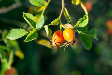 Yaz arkaplanındaki gül kalçaları