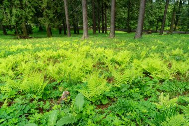 Ağaçlarla ve ormandaki yeşil otlarla kaplı bir arazi.