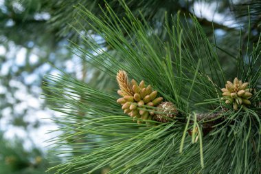 İğneler ve koni ile çam ağacı dalı, doğal duvar kağıdı
