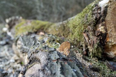  Arka planda sonbahar ormanında kütük, yakın plan