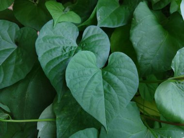 Yeşil yaprakların doğal yeşil arkaplanı