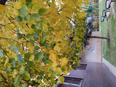 Arka plan üzerinde Close-Up sonbahar yaprakları