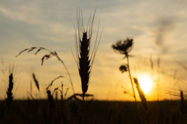 Gün batımında buğday tarlası. Çavdarın altın olgun kulakları