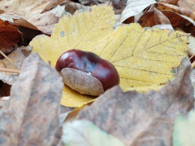 Arka plan üzerinde Close-Up sonbahar yaprakları