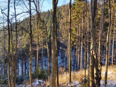 Güneşli bir günde ormanda ağaçlar. Slovakya