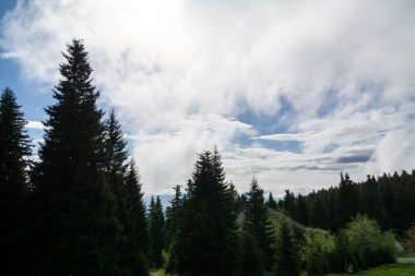  Yaz ormanlarında ağaçlar, Slovakya
