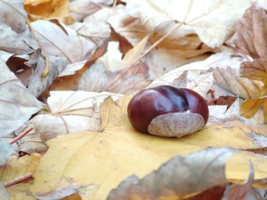 Arka plan üzerinde Close-Up sonbahar yaprakları