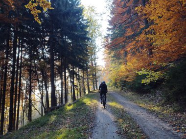 Ormandaki ağaçlar ve patikalar. Slovakya
