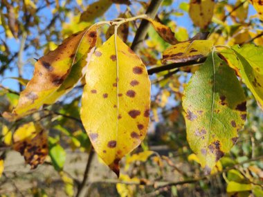 Arka plan üzerinde Close-Up sonbahar yaprakları