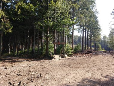 Güneşli bir günde ormanda ağaçlar. Slovakya