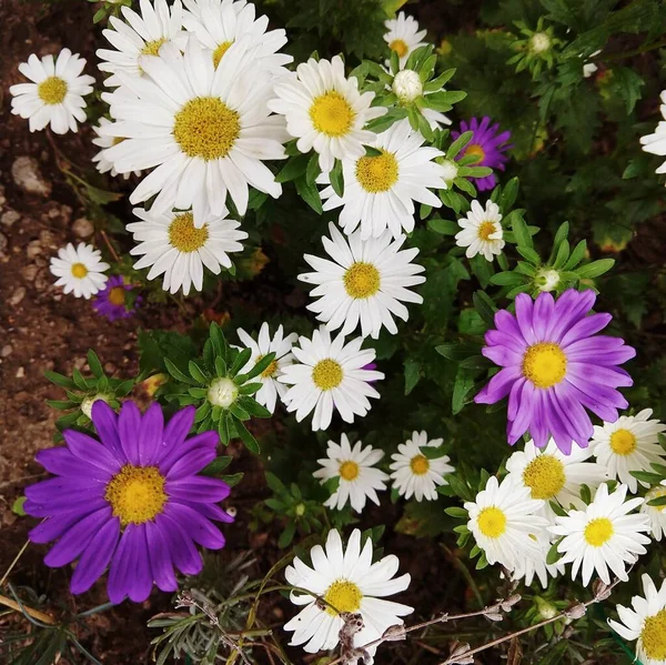 Красиві Квіти Саду Фоні Закрити — стокове фото