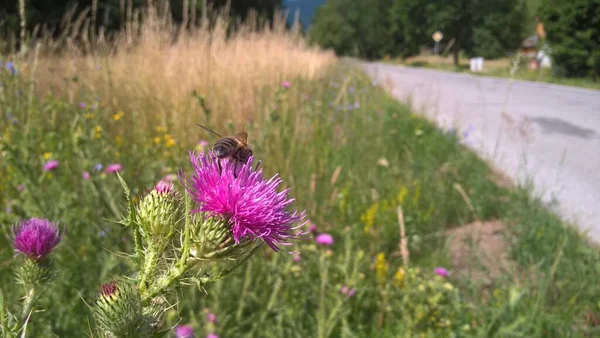 撮影されたフィールドの色の花を閉じる — ストック写真