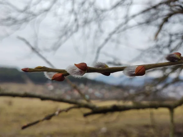 Floración Del Árbol Primavera Rama Del Sauce Con Las Almejas — Foto de Stock