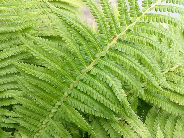 Fondo Verde Natural Hojas Verdes — Foto de Stock