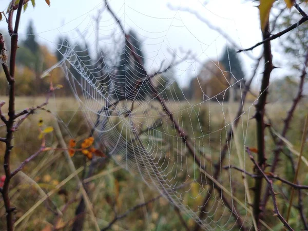 Spinnennetz Frühlingsfeld — Stockfoto