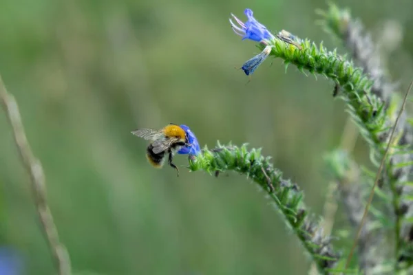 Biene Auf Einer Schönen Blume Garten — Stockfoto