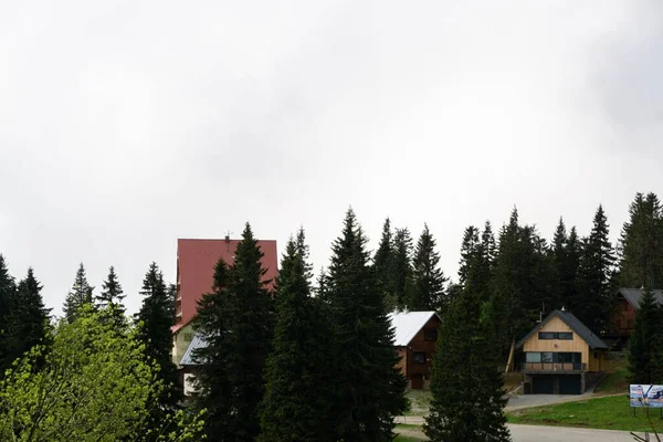 Красивый Пейзаж Еловыми Деревьями Словакии — стоковое фото